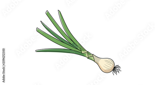 Single fresh green onion also known as a scallion with long green stalks and a white bulb on a plain white background.