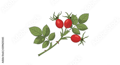 Botanical illustration of a wild rose hip branch with ripe red berries and jagged green leaves isolated on a plain white background.