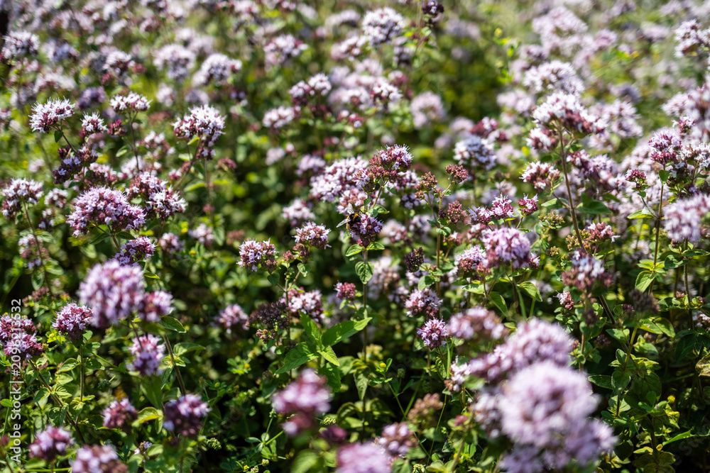 Obraz premium Wild purple oregano flowers field background with small bumblebee in summer