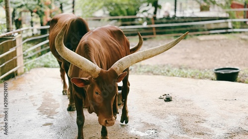 Tableau sur toile Majestic Ankole Watusi cattle with impressive long horns in an outdoor animal en