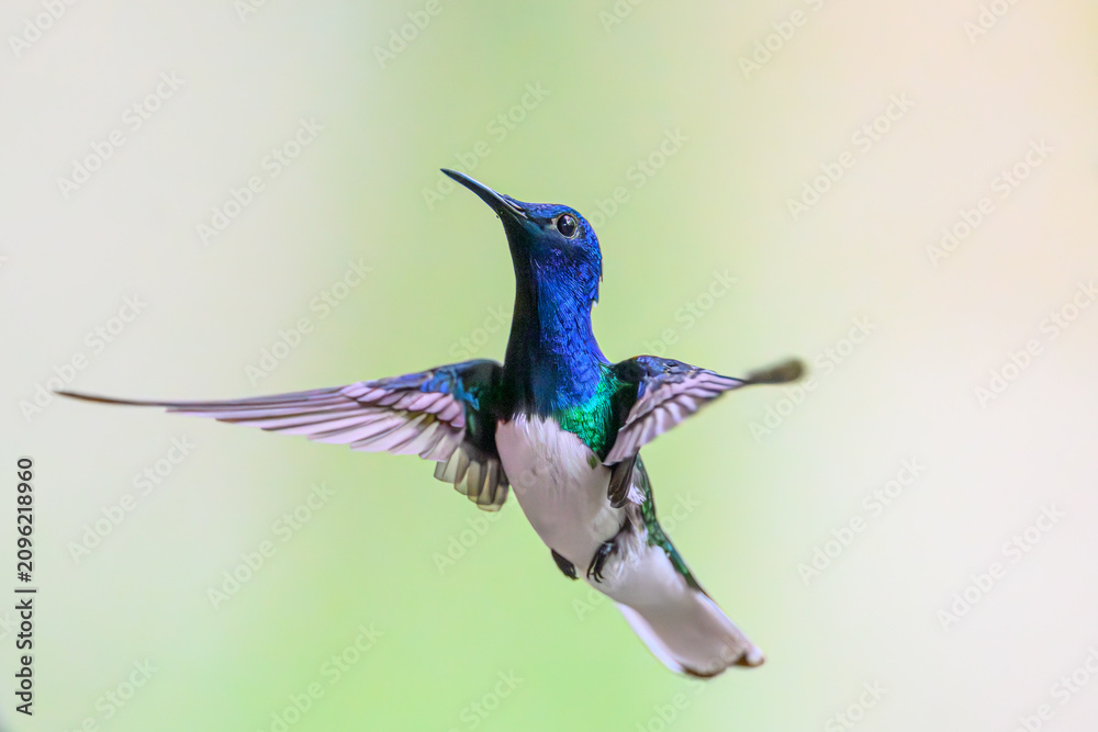 Obraz premium A White-necked Jacobin (Florisuga mellivora) hummingbird in flight in Panama.