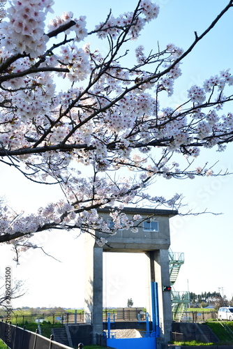 Obraz na płótnie 青空に映える満願寺閘門の桜（新潟県新潟市秋葉区）