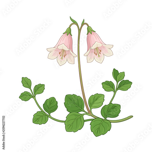 Twinflower Vector Illustration | Woodland Botanical Wildflower Artwork | Delicate Forest Floral Design