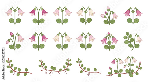 Twinflower Vector Illustration | Woodland Botanical Wildflower Artwork | Delicate Forest Floral Design