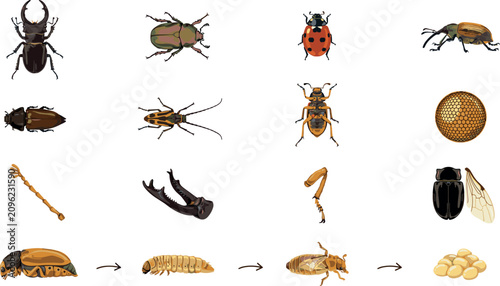 Tableau sur toile Scientific beetle anatomy and life cycle vector collection featuring realistic insect parts, ladybug, weevil, stag beetle, larvae growth stages, and eggs isolated on white background