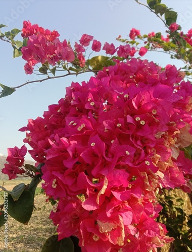 Pink Bougainvillea Flowers Blooming in Garden, Vibrant Tropical Ornamental Plant with Colorful Blossoms in Natural Sunlight