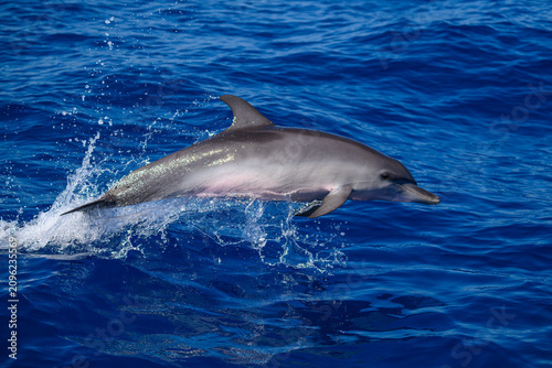 Cuadro en lienzo An Atlantic spotted dolphin (Stenella frontalis) porpoising on the surface of the ocean off the coast of  the Florida Keys, USA