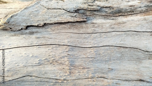 Photos The texture of dead tree bark, showing a combination of natural, chalky white, a