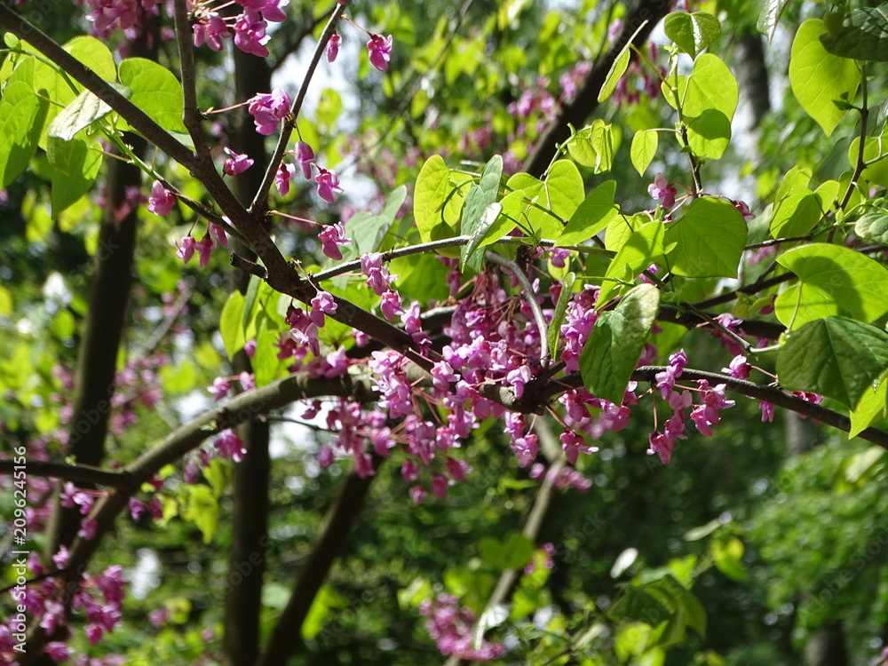 Fototapeta premium pink flowers in the garden