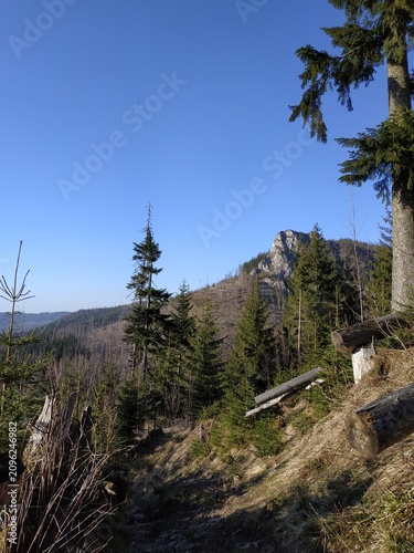 Scenic Mountain Landscape in Zakopane, Tatra Mountains with Pine Trees and Clear Blue Sky