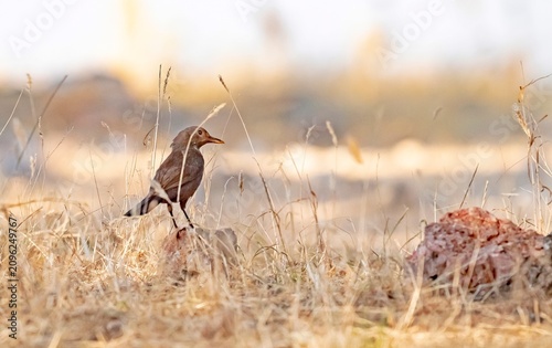 Photography A Blue Rock Thrush (Monticola solitarius) is foraging on the ground in a wooded area of ​​the Mardin countryside