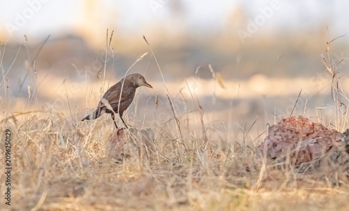 Canvas Print A Blue Rock Thrush (Monticola solitarius) is foraging on the ground in a wooded area of ​​the Mardin countryside
