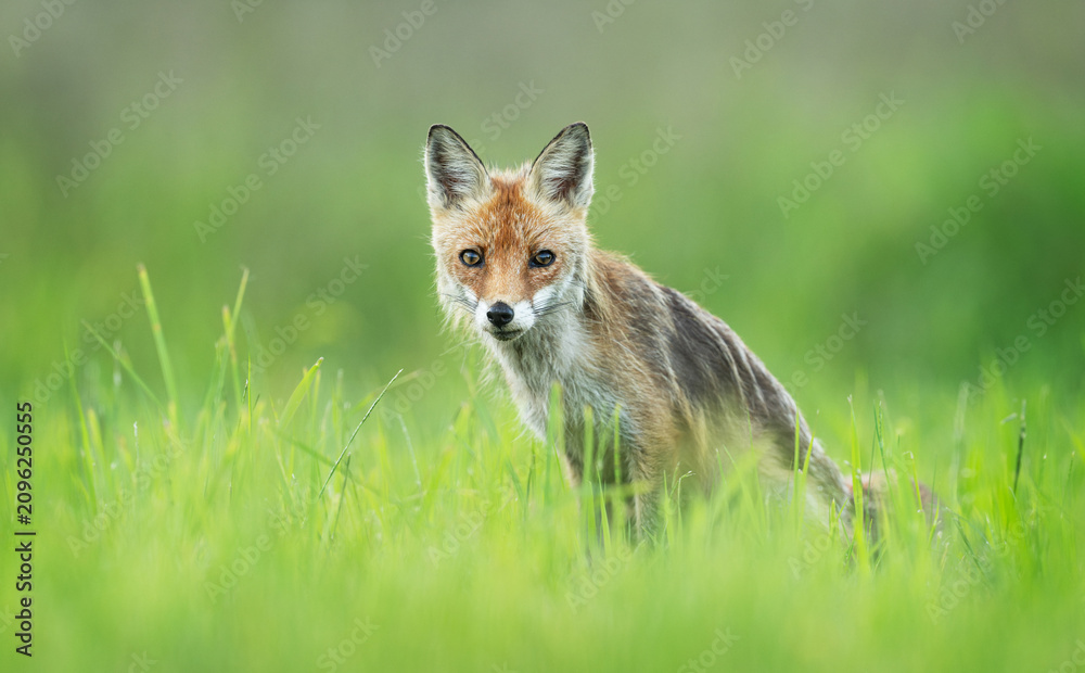Fototapeta premium Cute young red fox in the forest ( Vulpes vulpes )