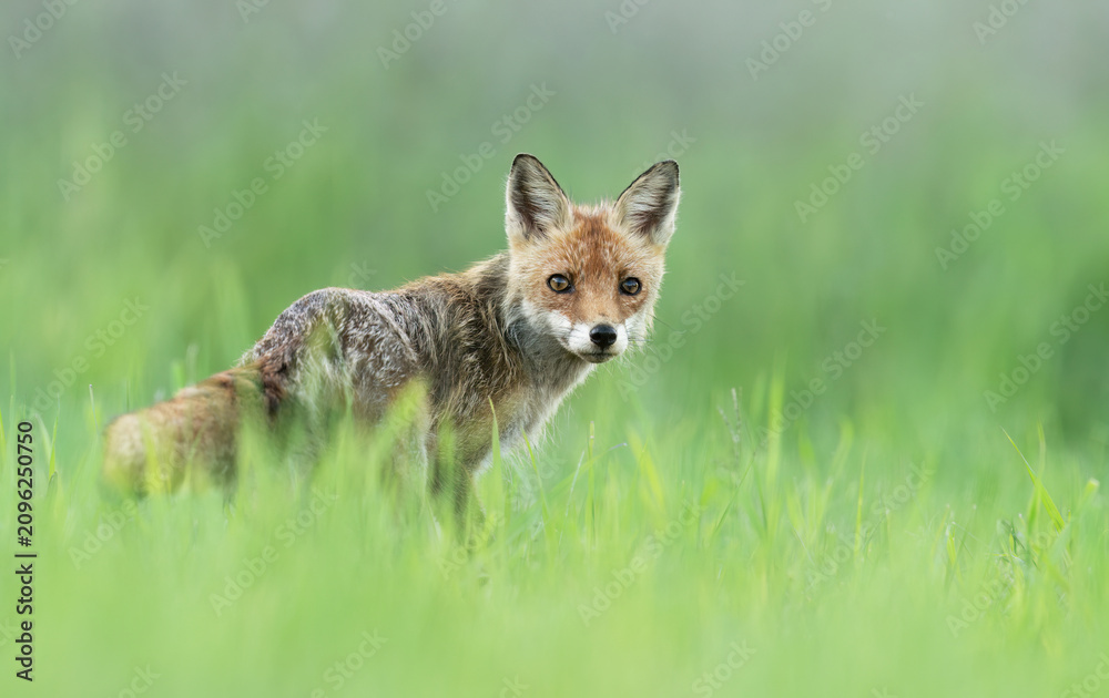 Fototapeta premium Cute young red fox in the forest ( Vulpes vulpes )