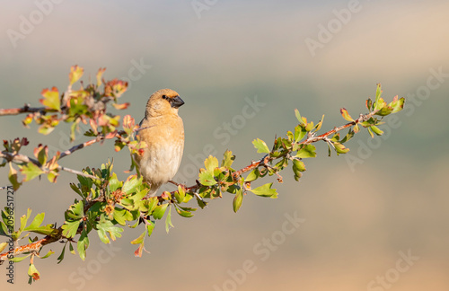 A Desert Finch (Rhodospiza obsoleta) perched on a wild yellow hawthorn tree in its natural habitat.