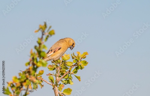 A Desert Finch (Rhodospiza obsoleta) perched on a wild yellow hawthorn tree in its natural habitat.