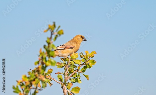 A Desert Finch (Rhodospiza obsoleta) perched on a wild yellow hawthorn tree in its natural habitat.