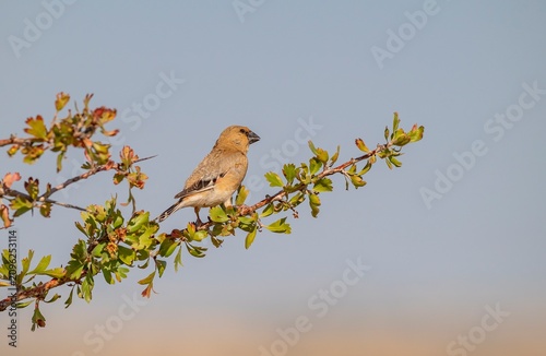 A Desert Finch (Rhodospiza obsoleta) perched on a wild yellow hawthorn tree in its natural habitat.