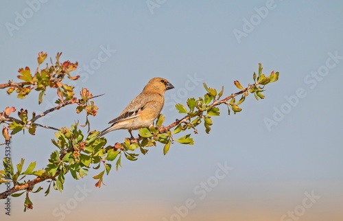 A Desert Finch (Rhodospiza obsoleta) perched on a wild yellow hawthorn tree in its natural habitat.