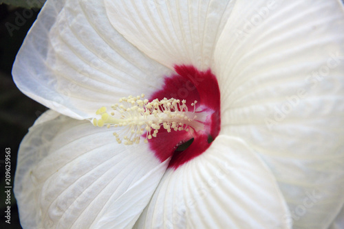 gros plan sur le pistil de cette fleur
