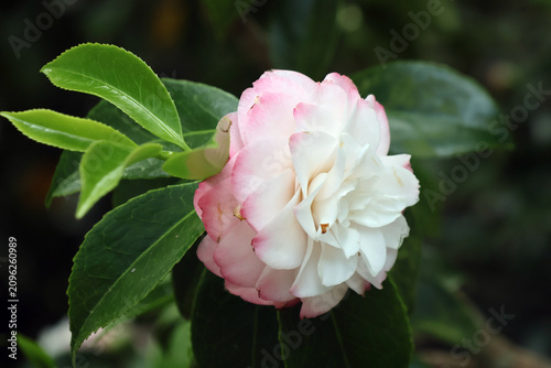 fleur blanche et rose