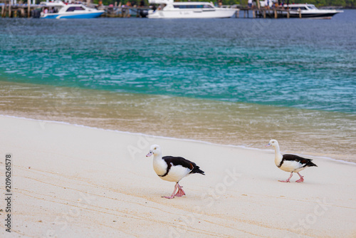 The birds walk on the beach