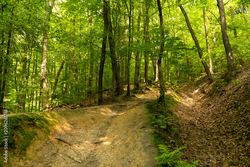 Tableau sur toile Wolski Forest (Las Wolski) in Krakow, Poland