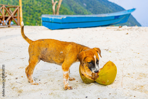 Bild auf Leinwand Small dog plays with coconut on the beach