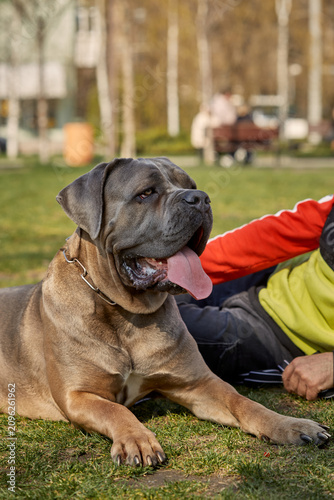 Strong and elegant Cane Corso dog walking in a spring park. enjoying a sunny day outdoors, surrounded by fresh green trees and blooming nature. Concept of pet care, active lifestyle, loyal companion.