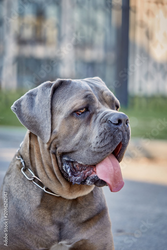 Close-up portrait of a powerful Cane Corso dog. Italian mastiff with expressive eyes and strong features, looking attentive and calm. Concept of strength, loyalty, protection, and purebred dog.