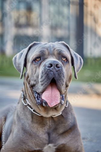 Close-up portrait of a powerful Cane Corso dog. Italian mastiff with expressive eyes and strong features, looking attentive and calm. Concept of strength, loyalty, protection, and purebred dog.