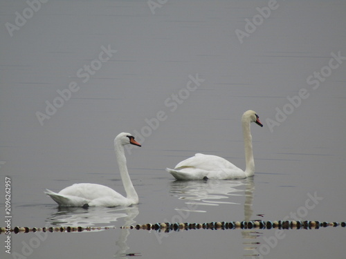 swans on the lake