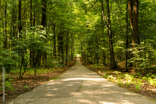 A road in the Wolski Forest (Las Wolski) in Krakow, Poland