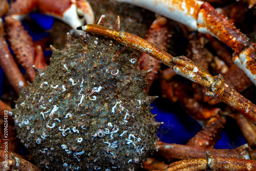 Konstfotografi Live spider crabs close up at fish market