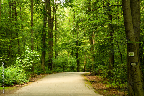 Photos A road in the Wolski Forest (Las Wolski) in Krakow, Poland