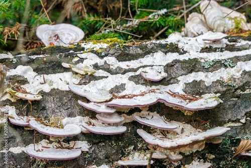 Quadro su tela Fungi, possibly Turkey Tails or False Turkey Tails, growing on dead trees in forest