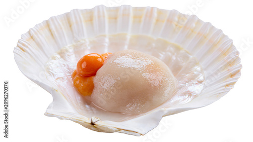 Fotografía Fresh raw scallop with orange roe inside a white shell, isolated on transparent