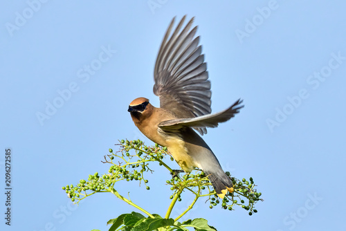Cedar waxwing flies off from perch.