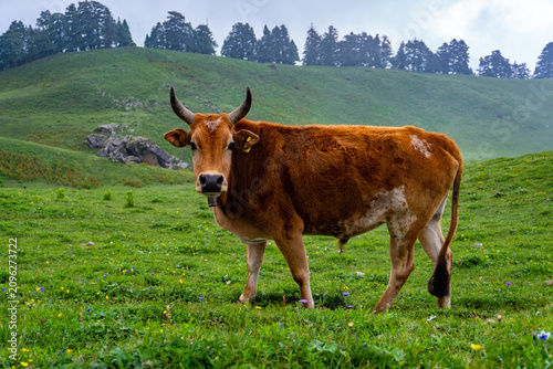 Photography Brown Badri cow (Oahari breed) standing in green Himalayan meadow of Uttarakhand
