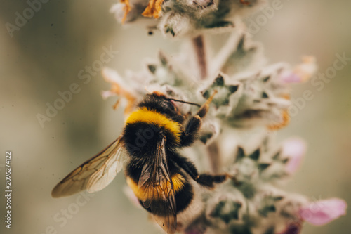 bee on a flower