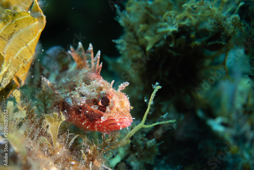 Bild auf Leinwand Scorpionfish face portrait on Tenerife rocky reef