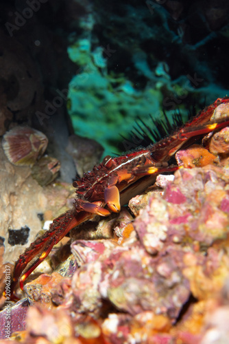 фотографія Sally Lightfoot crab (Percnon gibbesi) living on Tenerife Atlantic coastline