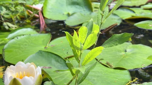 Serene Pond with Blooming Water Lilies and Lush Green Leaves