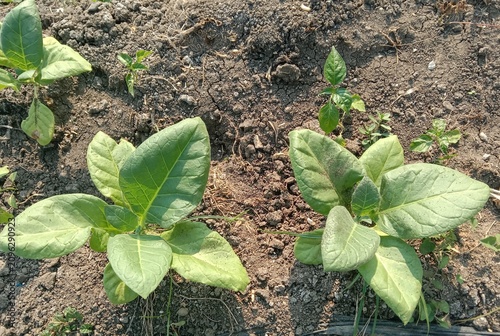 cinematic footage tobacco plants with broad green leaves growing in a cultivated agricultural field. 