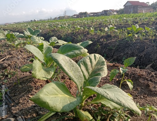 cinematic footage tobacco plants with broad green leaves growing in a cultivated agricultural field. 