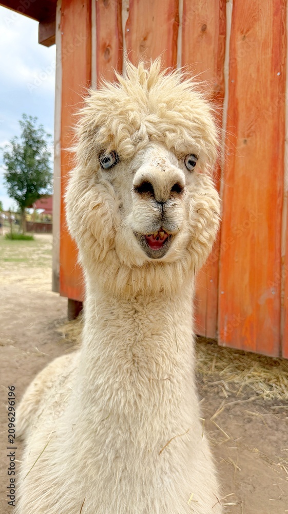 Fototapeta premium White Alpaca Lying on a Farm with Big Blue Eyes