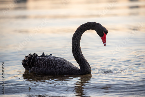 Black swan swimming on swan river in Perth, Western Australia at sunrise