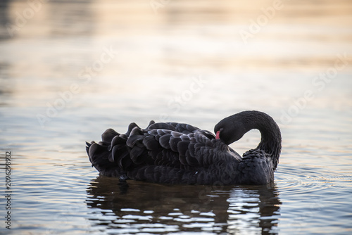 Black swan fluffing feathers on swan river in Perth, Western Australia at sunrise