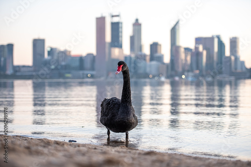 Black swan standing on swan river in Perth, Western Australia at sunrise with city background