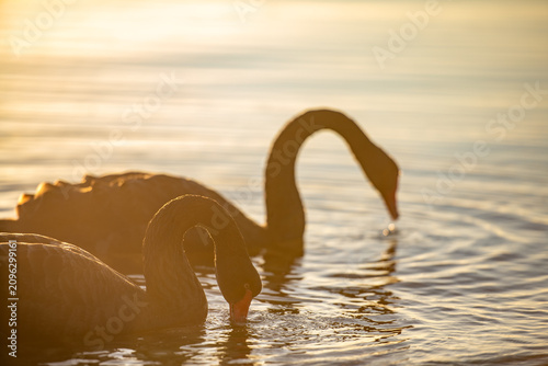 Two Black swans swimming on swan river in Perth, Western Australia at sunrise, orange glow